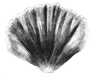 虞美人花瓣素描画法步骤05