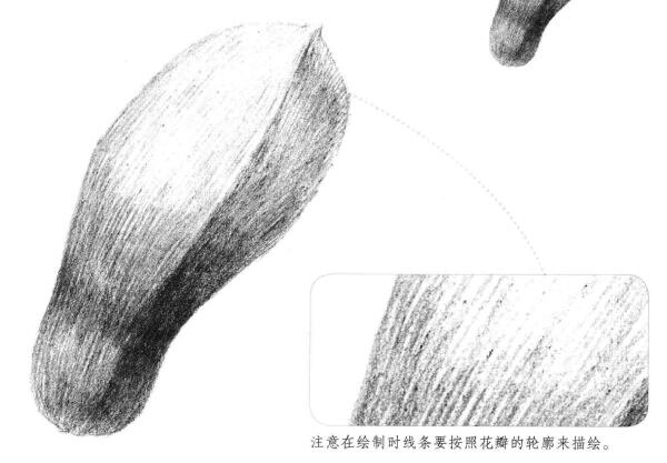 玉兰花瓣素描画法