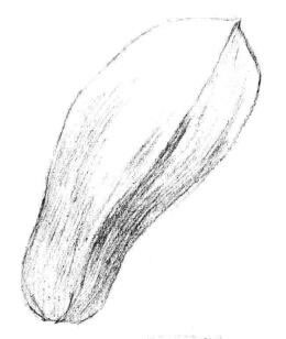 玉兰花瓣素描画法步骤02