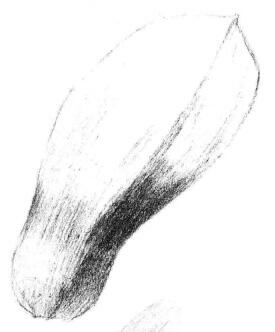玉兰花瓣素描画法步骤03