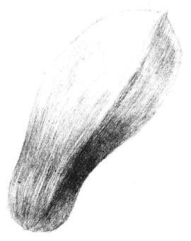 玉兰花瓣素描画法步骤04