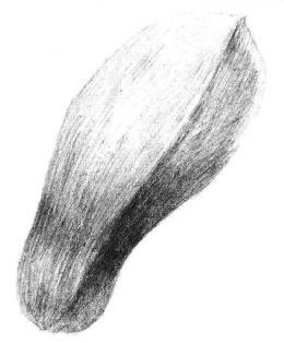 玉兰花瓣素描画法步骤05