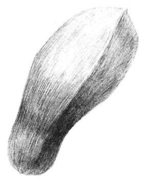 玉兰花瓣素描画法步骤06