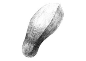 玉兰花瓣素描画法
