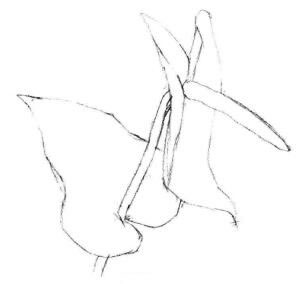 红掌素描画法步骤02