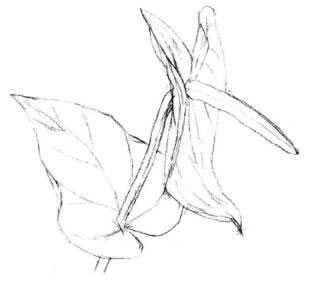 红掌素描画法步骤03