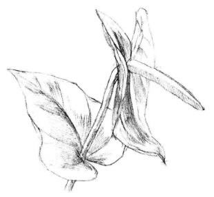 红掌素描画法步骤04