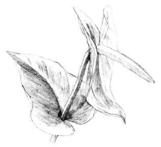 红掌素描画法步骤05