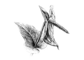 红掌素描画法