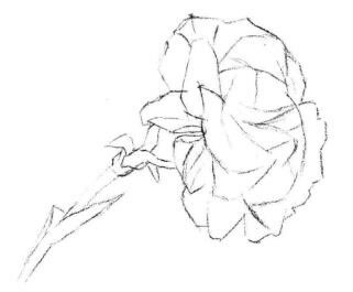 康乃馨素描画法步骤02