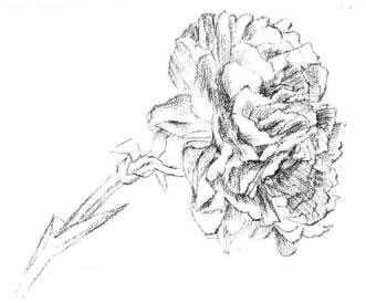 康乃馨素描画法步骤03
