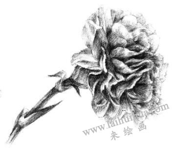 康乃馨素描画法步骤06