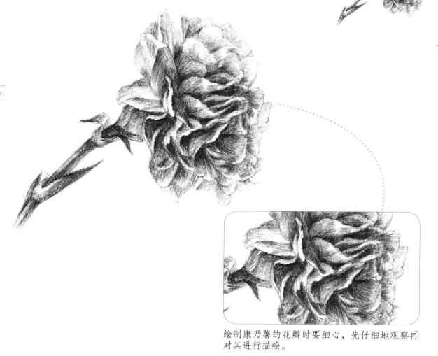 康乃馨素描画法