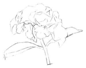 绿绣球素描画法步骤02