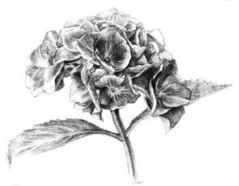 绿绣球素描画法步骤05