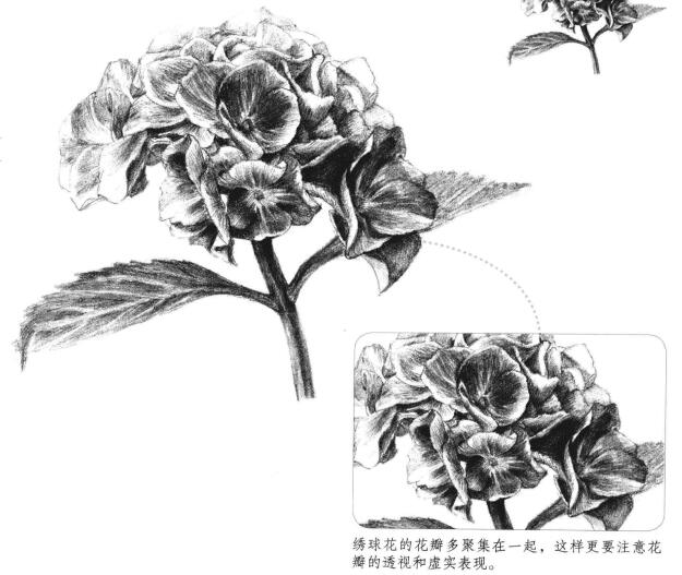 绿绣球素描画法
