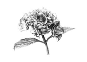 绿绣球素描画法