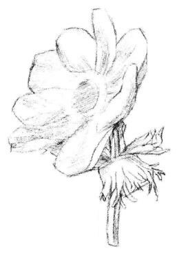 银莲花素描画法步骤03