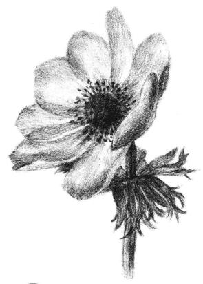 银莲花素描画法步骤05