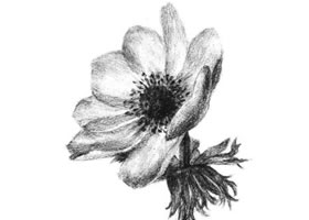 银莲花素描画法