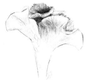 鸡冠花素描画法步骤04