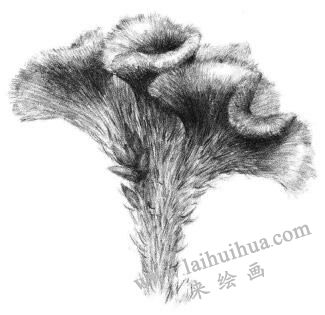 鸡冠花素描画法步骤06