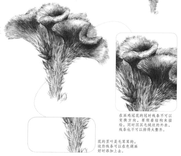鸡冠花素描画法