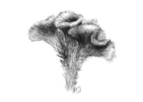 鸡冠花素描画法