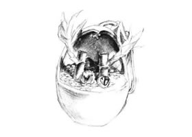 富贵竹素描画法