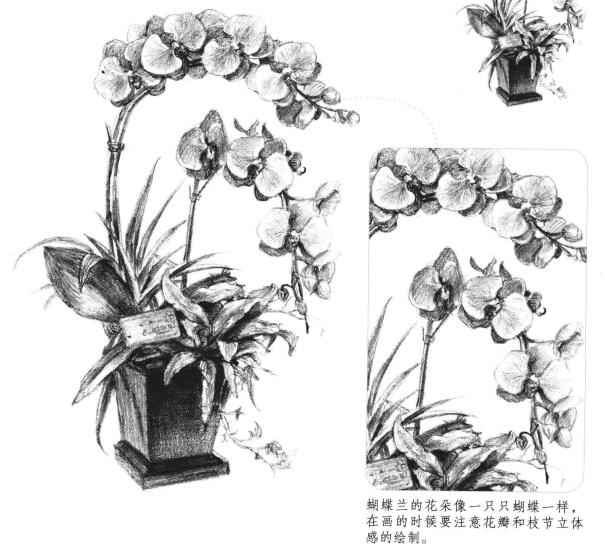 蝴蝶兰素描画法