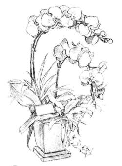 蝴蝶兰素描画法步骤04