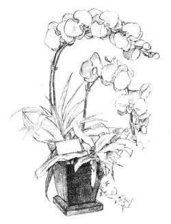 蝴蝶兰素描画法步骤05