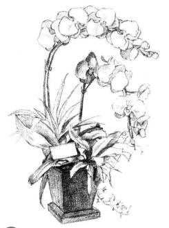 蝴蝶兰素描画法步骤06
