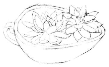 多肉植物素描画法步骤02