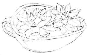 多肉植物素描画法步骤03