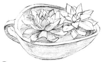 多肉植物素描画法步骤04