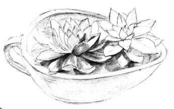 多肉植物素描画法步骤05
