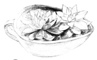 多肉植物素描画法步骤06