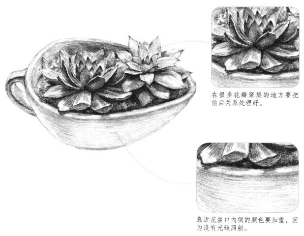 多肉植物素描画法（一）