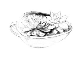 多肉植物素描画法（一）