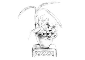 水仙花素描画法