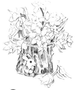 小盆栽木盆花卉素描画法步骤05