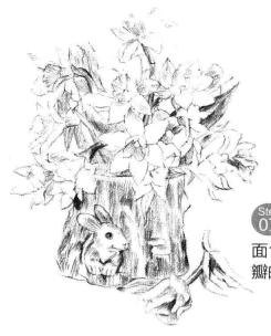 小盆栽木盆花卉素描画法步骤07