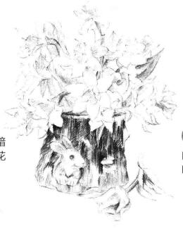 小盆栽木盆花卉素描画法步骤08