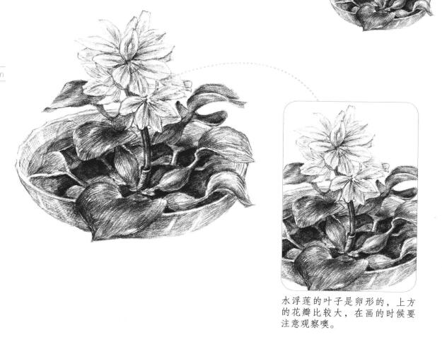 水浮莲素描画法