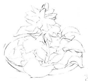 小盆栽水浮莲素描画法步骤02