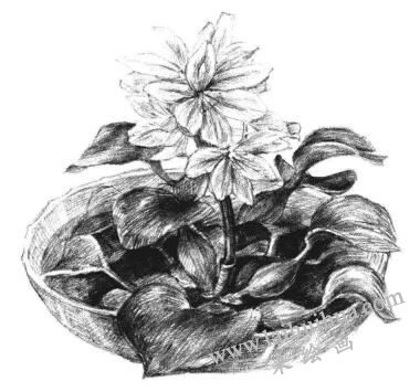 小盆栽水浮莲素描画法步骤14