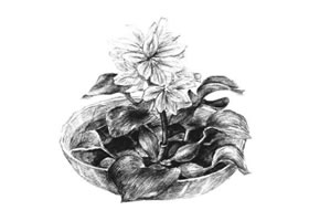水浮莲素描画法