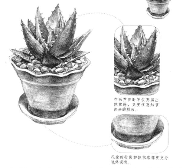 芦荟素描画法