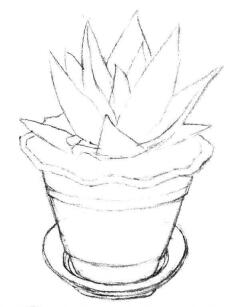 小盆栽芦荟素描画法步骤02